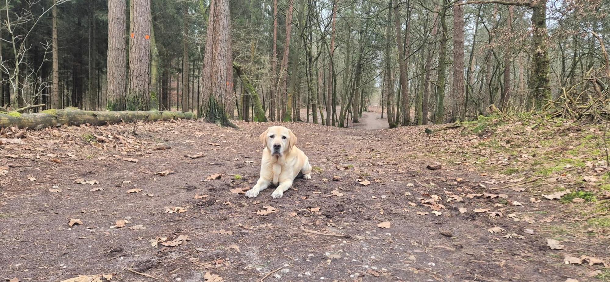 Het Veluwse Boshuisje Knus Chalet Met Omheinde Tuin Op De Veluwe Hoenderloo Extérieur photo