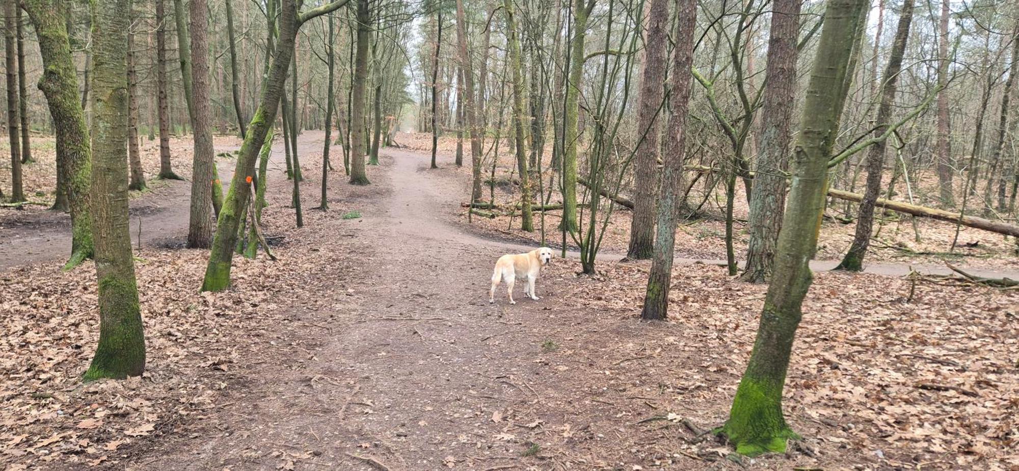 Het Veluwse Boshuisje Knus Chalet Met Omheinde Tuin Op De Veluwe Hoenderloo Extérieur photo
